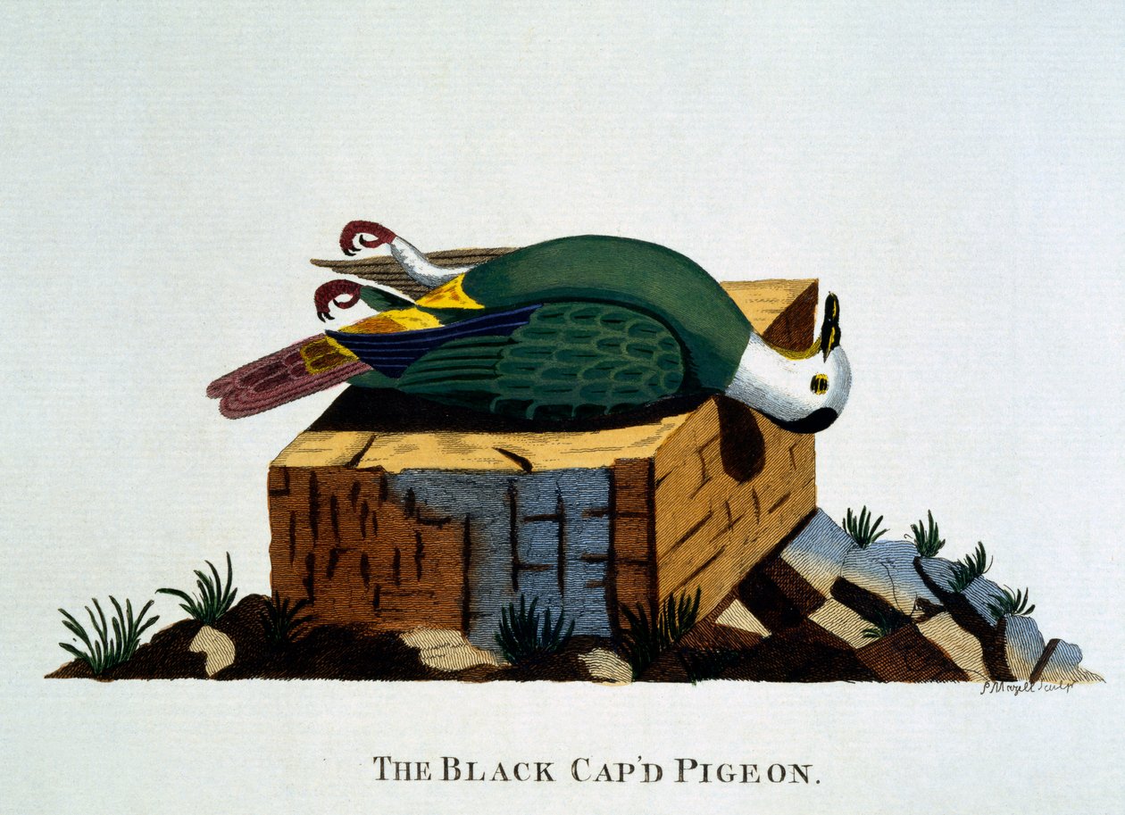 The Black Cap'd Pigeon, fra 'Indian Zoology', utgitt 1790 av Thomas Pennant