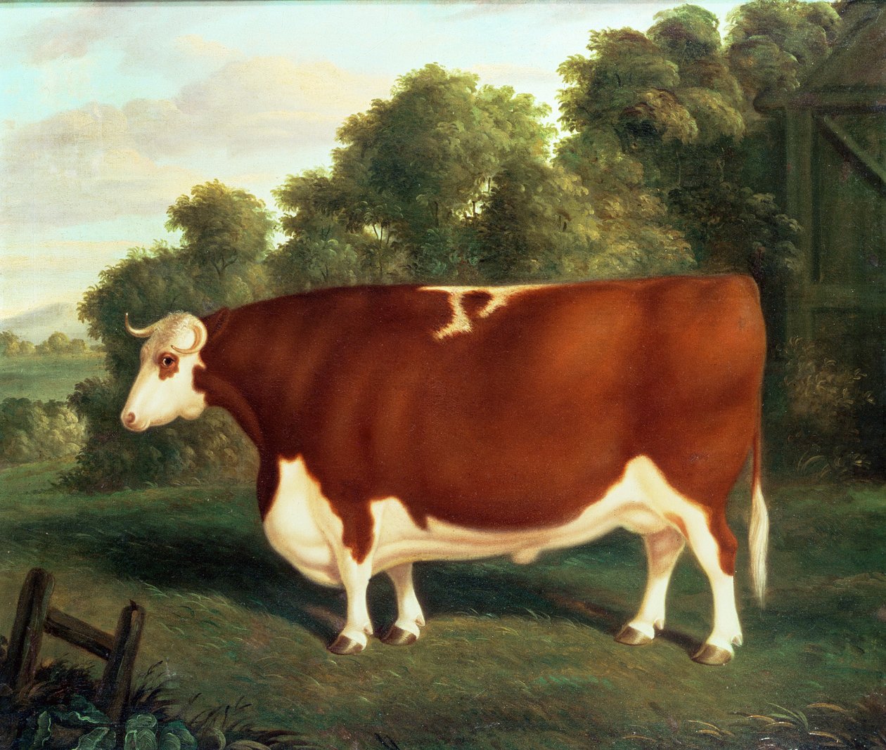 Okse, ca. 1850 av Thomas Roebuck