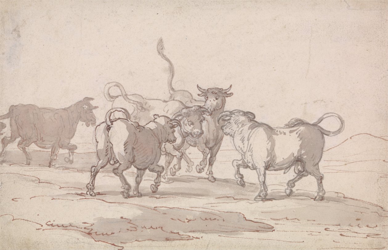 En gruppe på fem okser som skal kjempe av Thomas Rowlandson