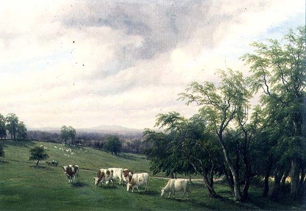 Storfe beiter i Parkland av Thomas Baker