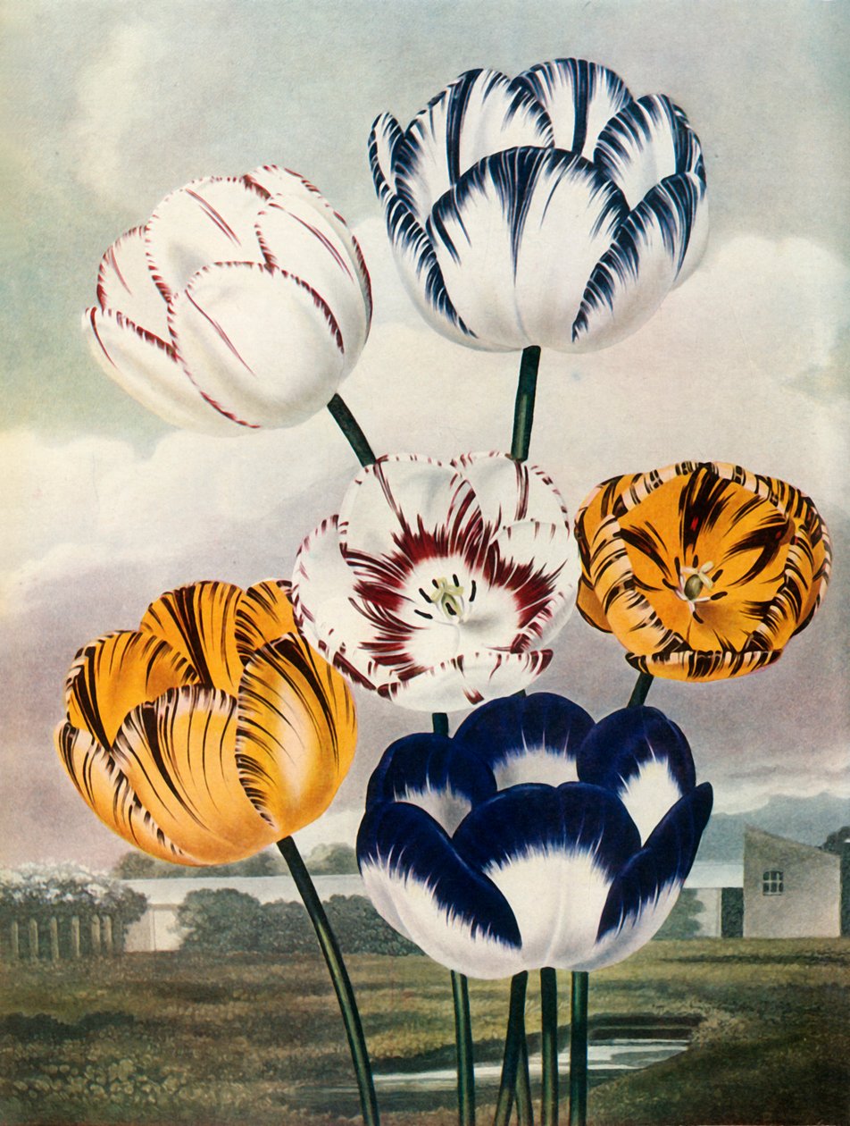 Tulipaner, c1802-1821, 1948. av Thomas Baxter