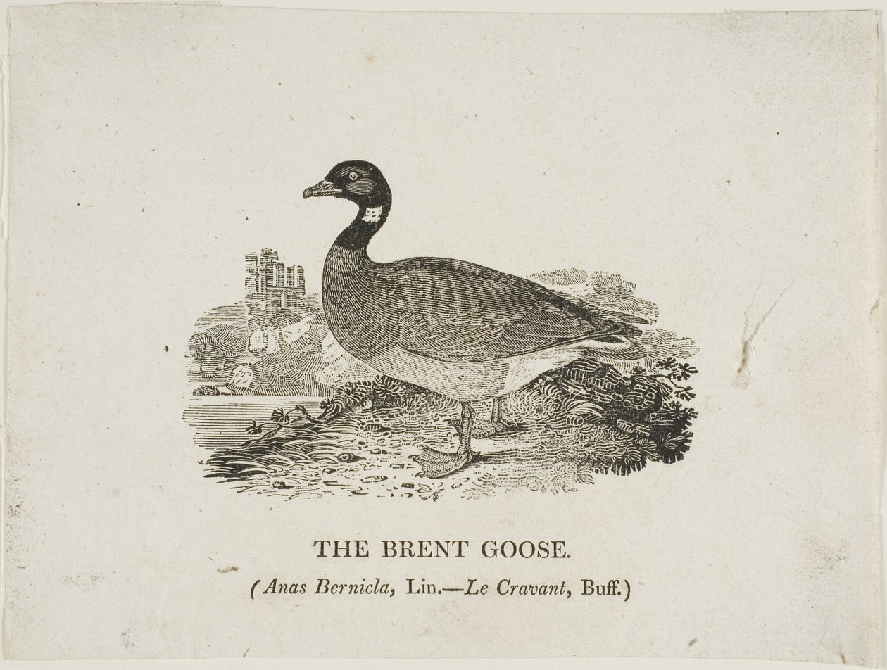 Brent Goose av Thomas Bewick