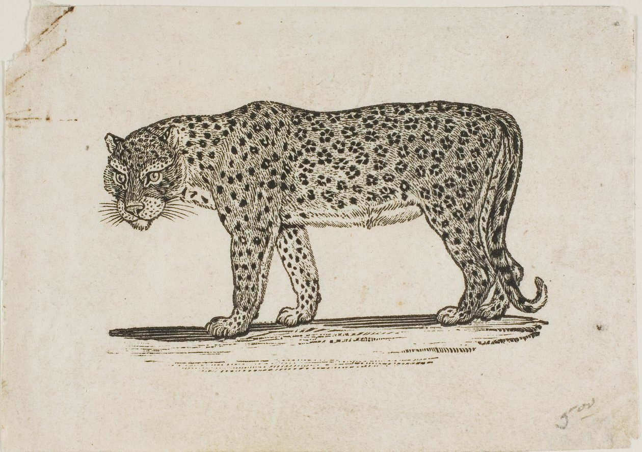 Leopard av Thomas Bewick