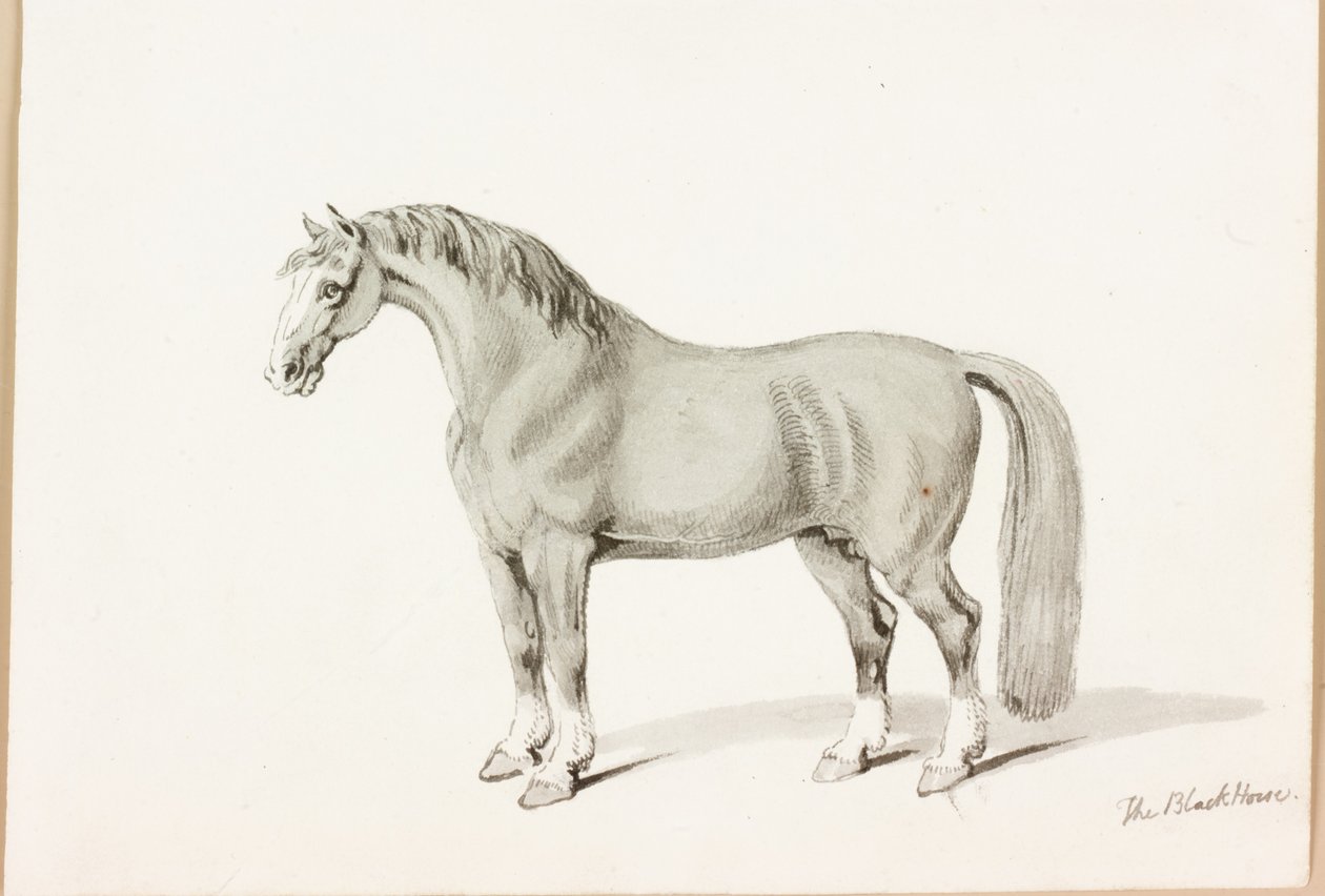 Den svarte hesten (blekk på papir) av Thomas Bewick