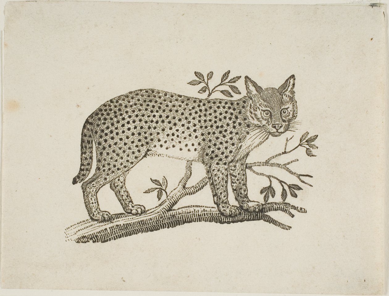 Servalen av Thomas Bewick