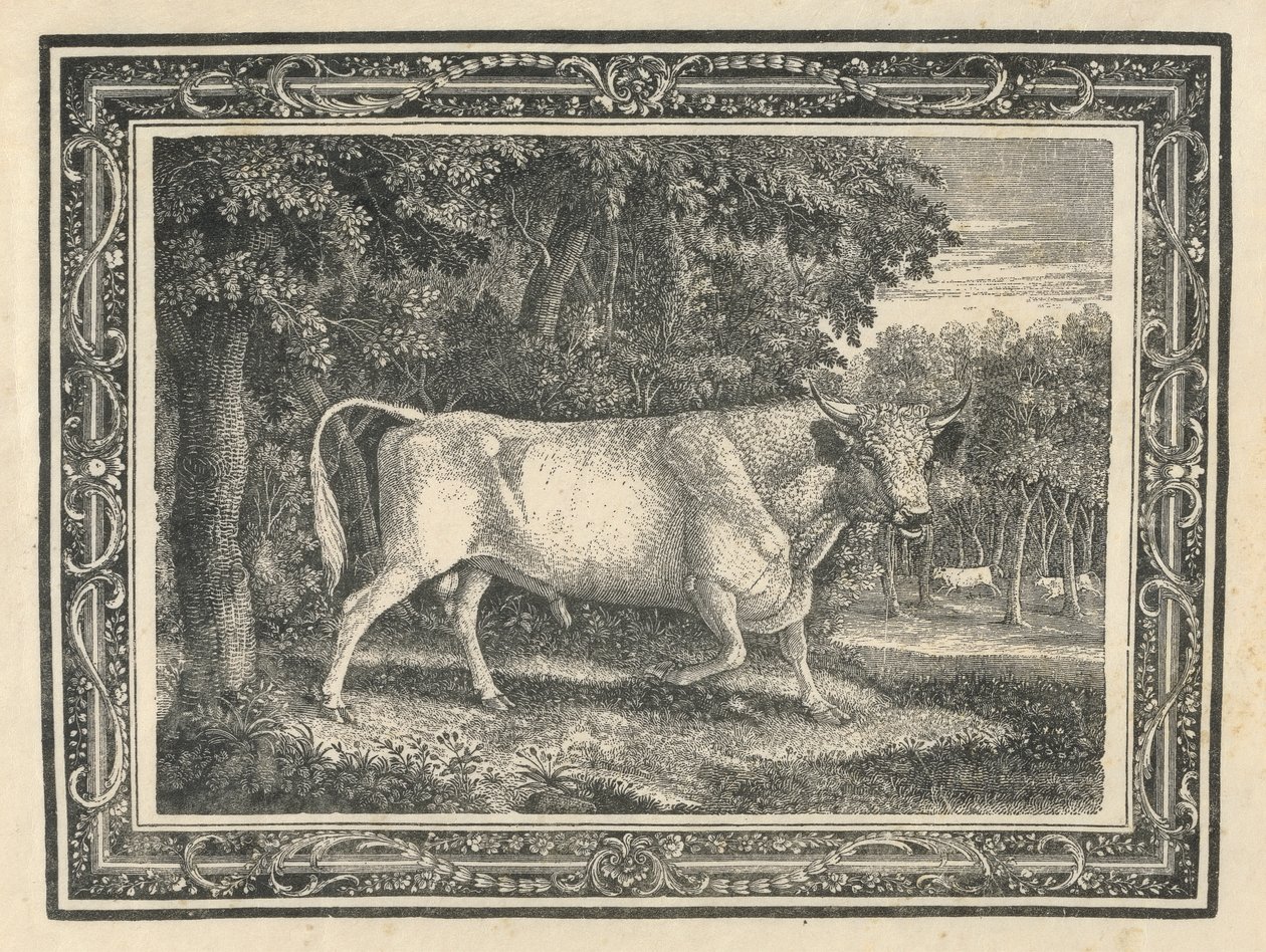 The Wild Bull of Chillingham av Thomas Bewick