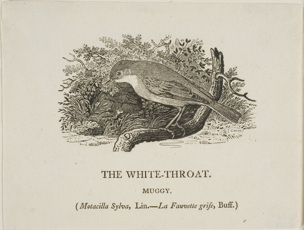 Hvit hals (fugl) av Thomas Bewick
