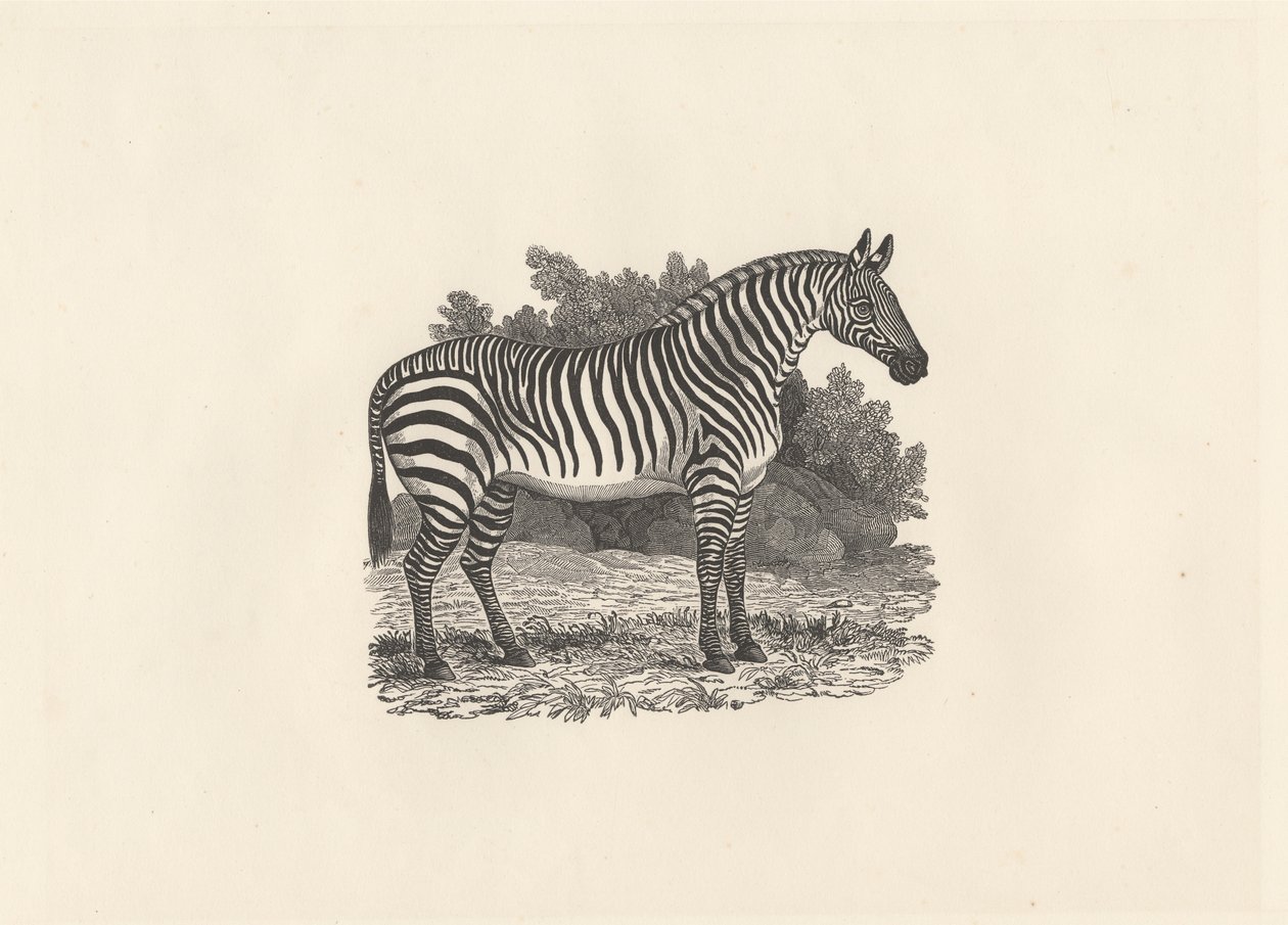 Sebra av Thomas Bewick