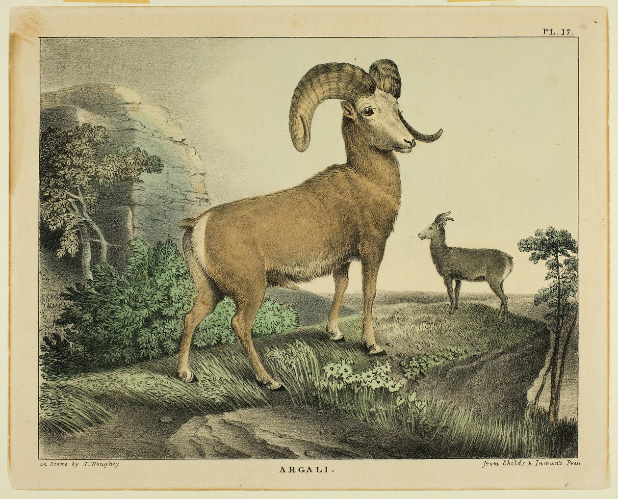 Argali av Thomas Doughty