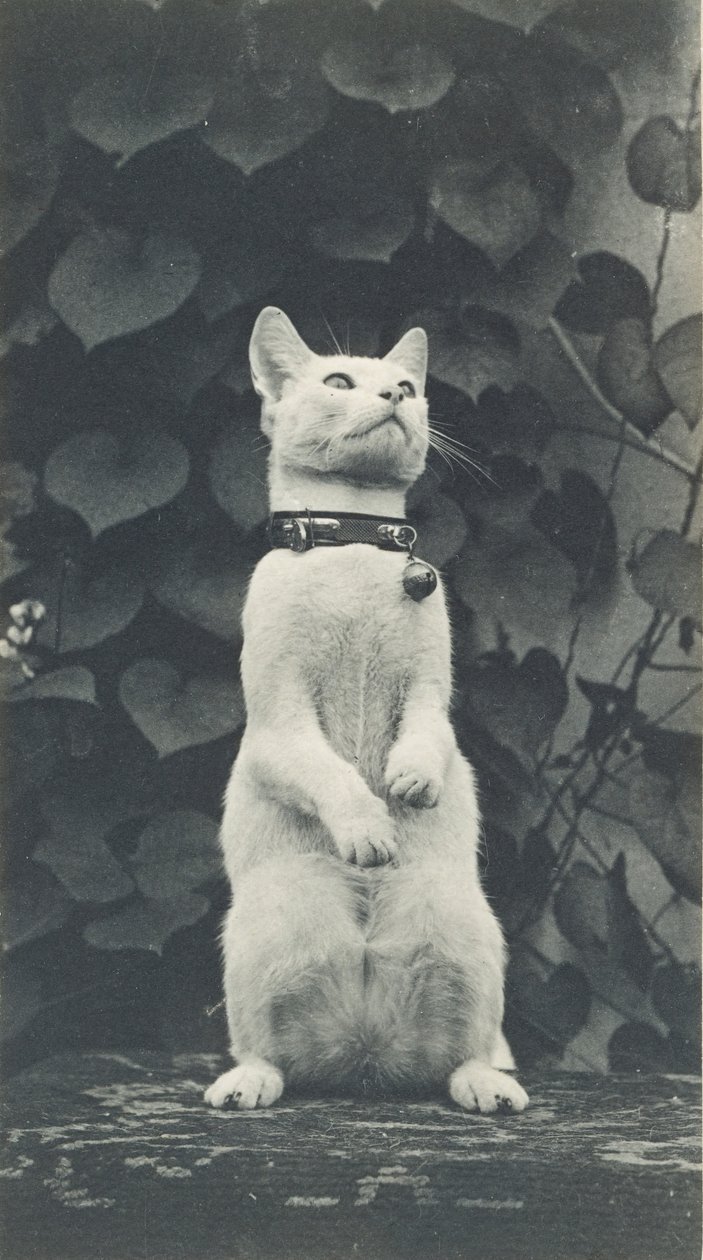 Katt i Eakins