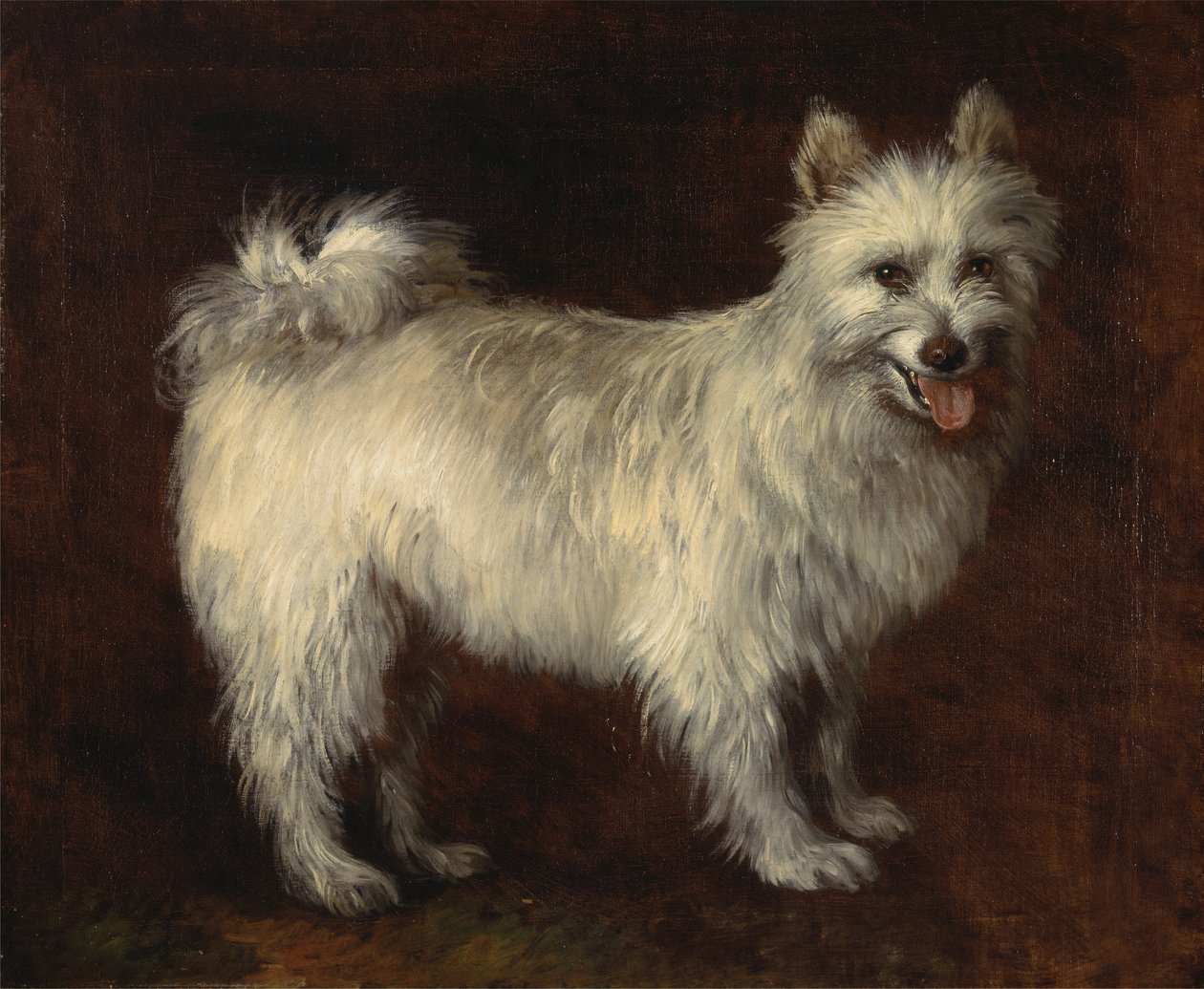 Spitz Dog, A Dog, ca. 1765. av Thomas Gainsborough