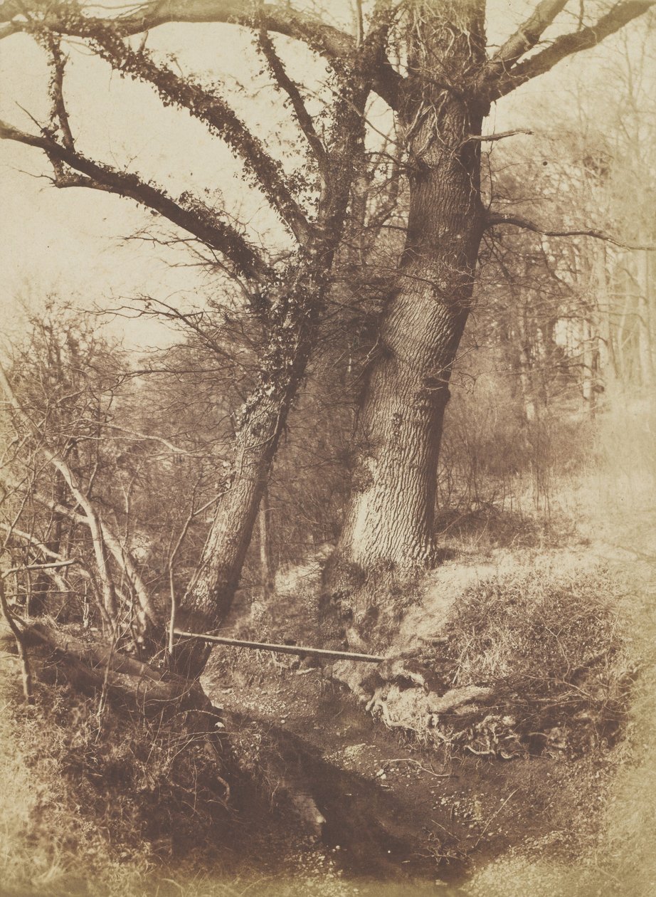 Trær, 1854-57. av Thomas Keith