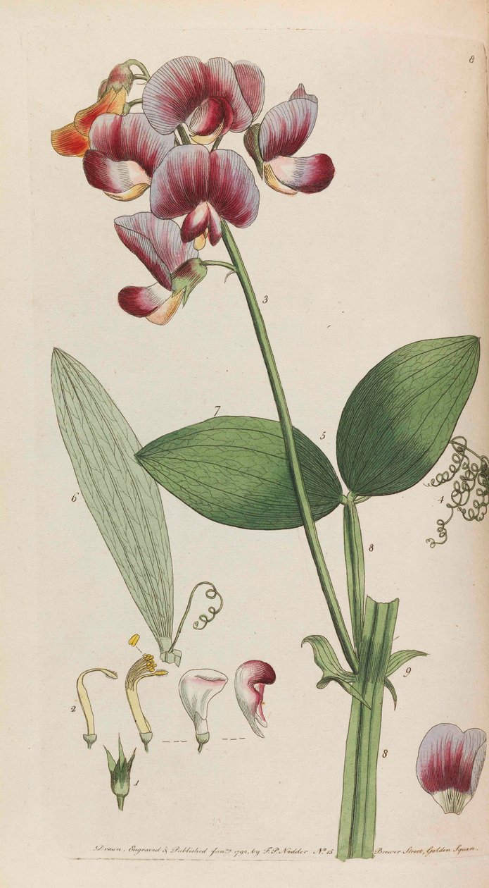 Rustikk flora, 1792. av Thomas Martyn