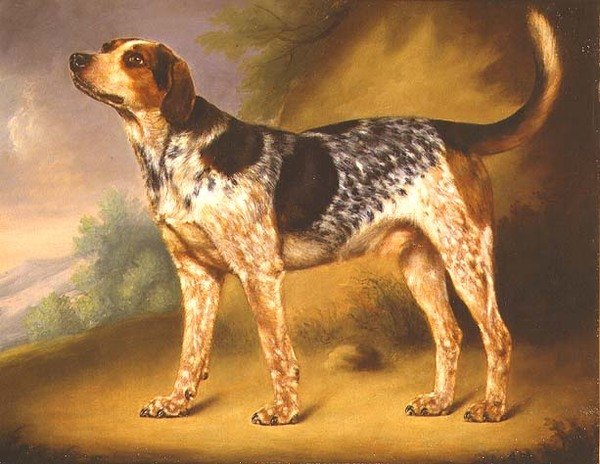 Richard Stracheys Hound 