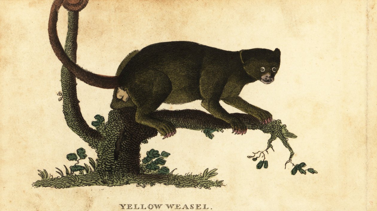 Kinkajou, Potos flavus. ,1800 (gravering) av Thomas Pennant