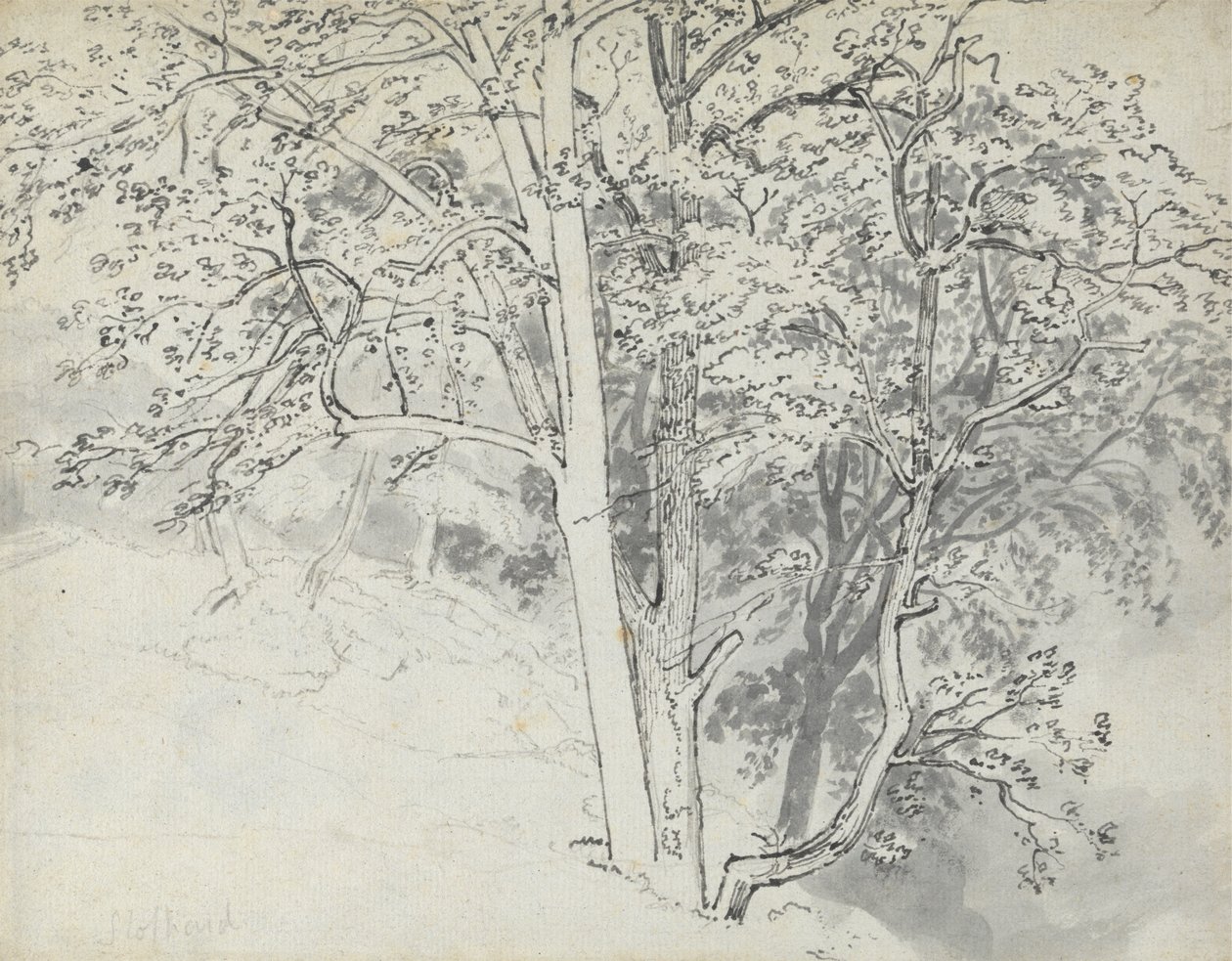 Studie av trær av Thomas Stothard