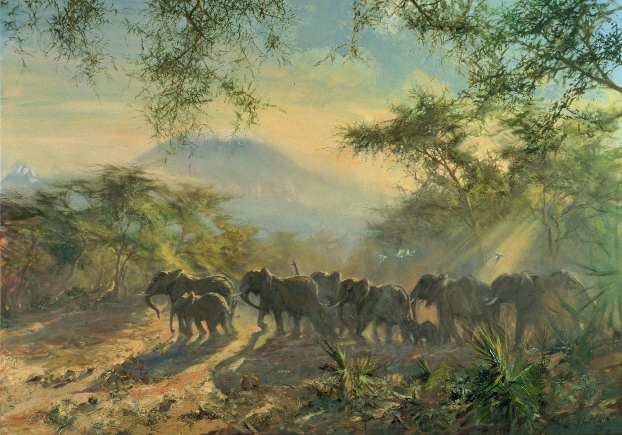 Elephant, Kilimanjaro, 1995 av Tim Scott Bolton