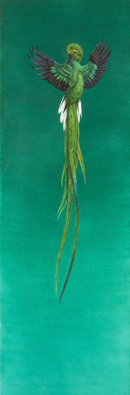 Quetzal (akvarell og gouache på papir) av Tim Hayward