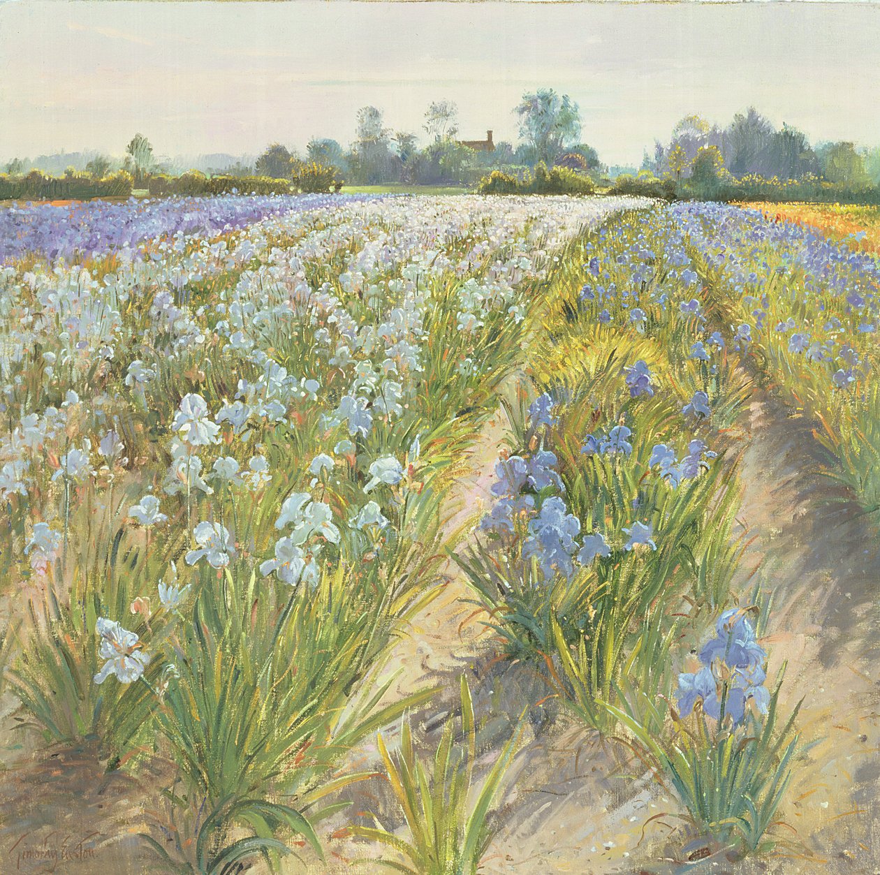 Blå og hvite iris, Wortham av Timothy Easton