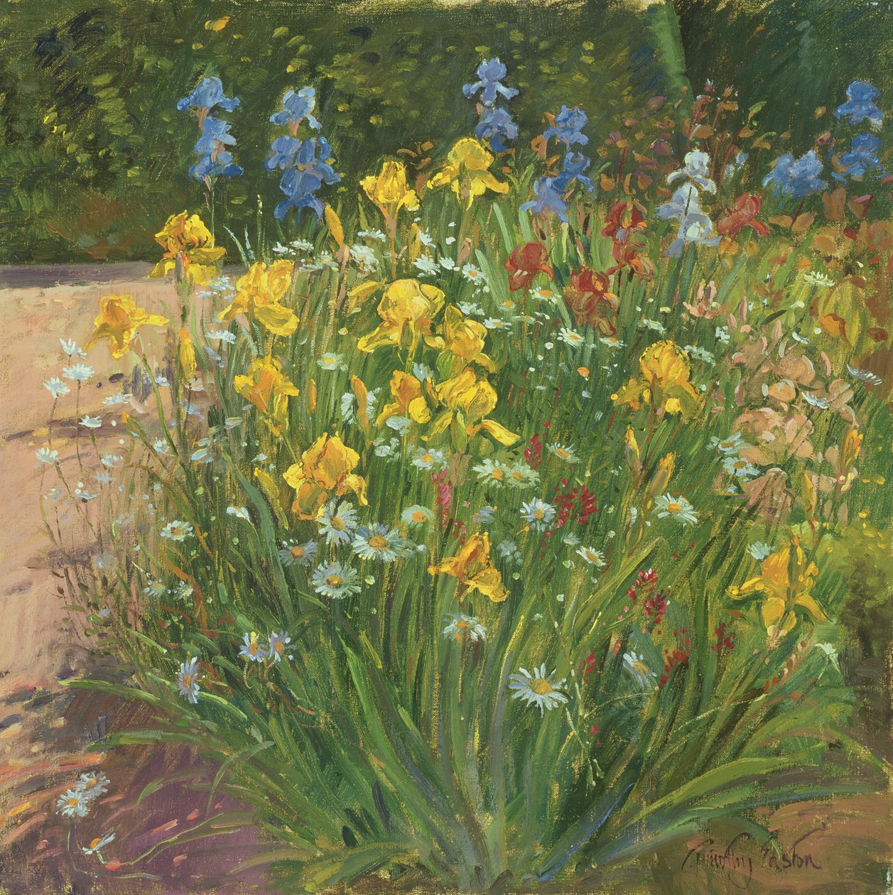 Oxeye Daisies Against the Irises av Timothy Easton