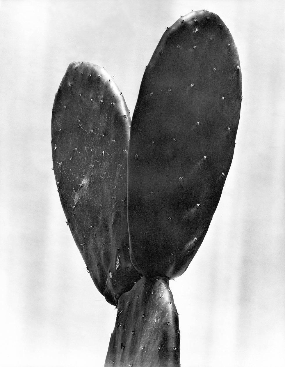 Cactus, Mexico by, 1925 av Tina Modotti