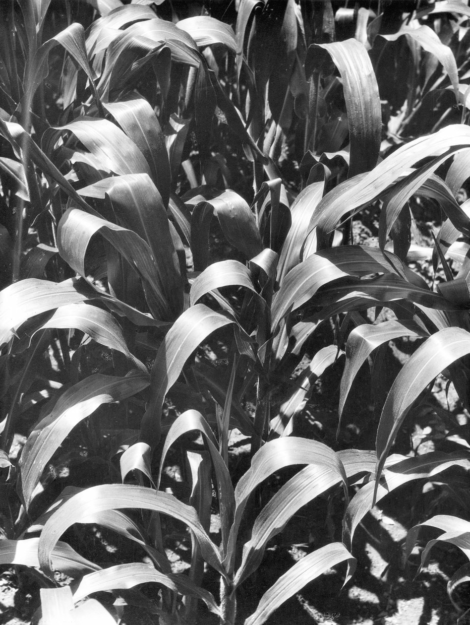 Maisplanter, Mexico, ca. 1929 av Tina Modotti