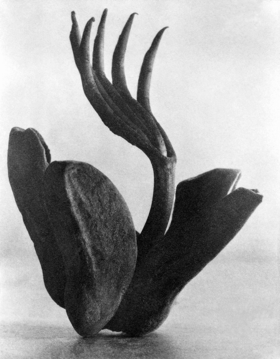 Flor de Manita, Mexico by, 1925 av Tina Modotti
