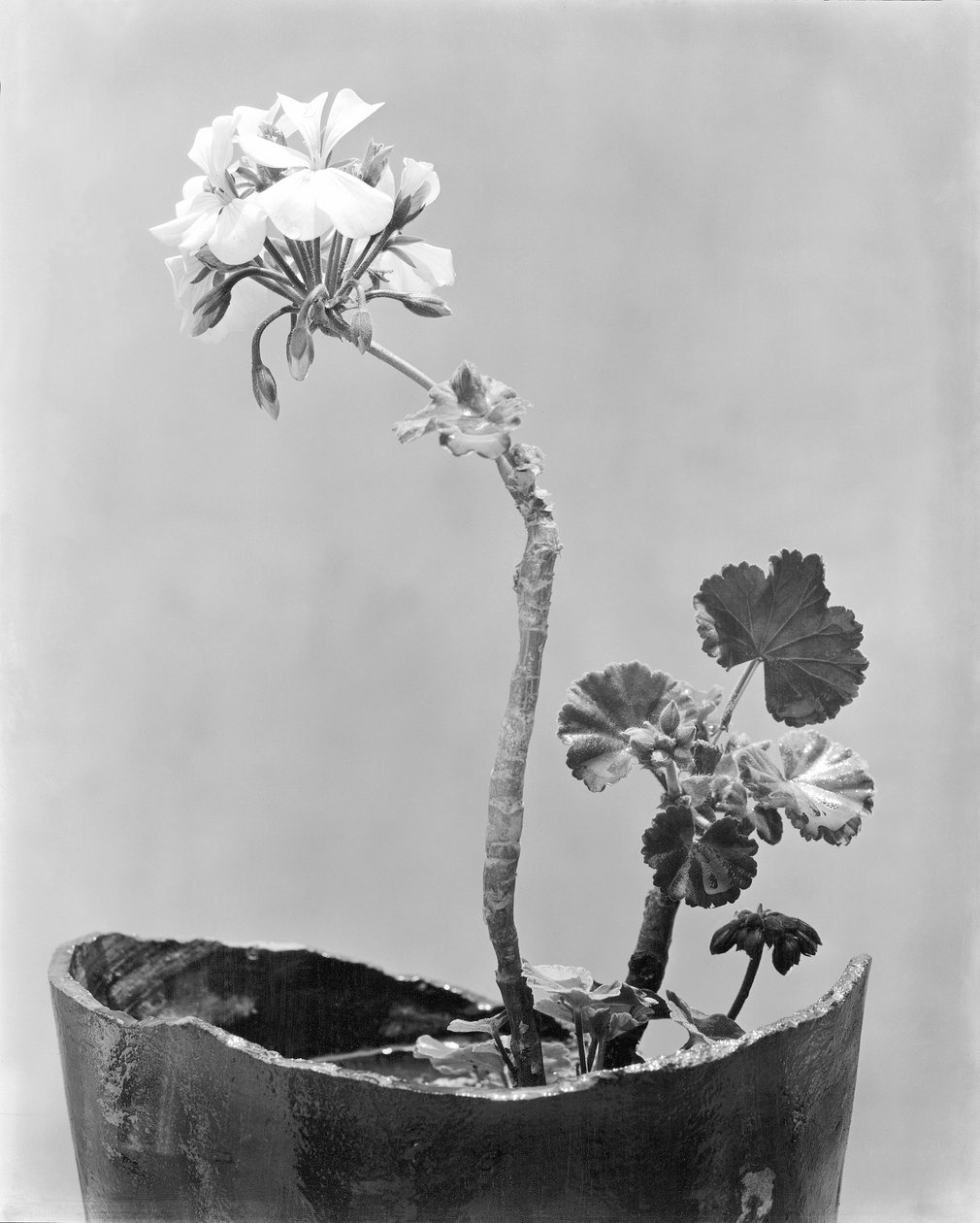 Geranium, Mexico by, ca. 1924 av Tina Modotti