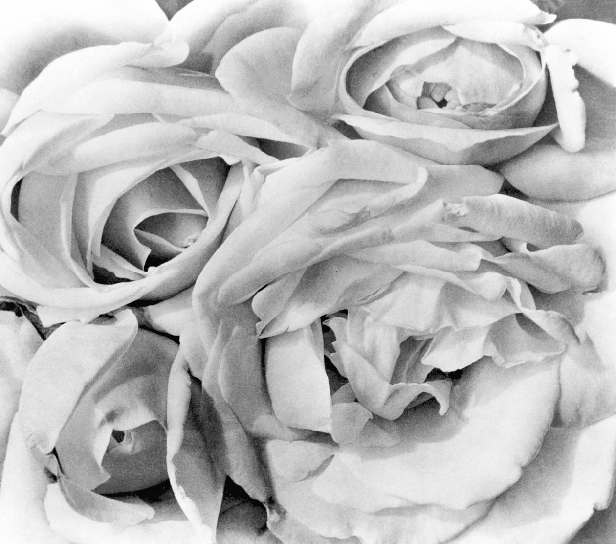 Roses, Mexico by, 1924 av Tina Modotti