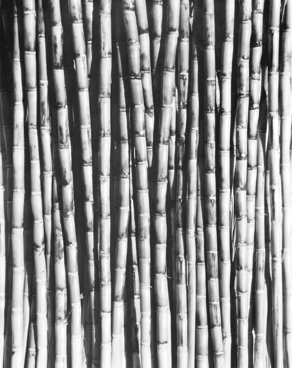 Sukkerrør, Mexico, 1929 av Tina Modotti