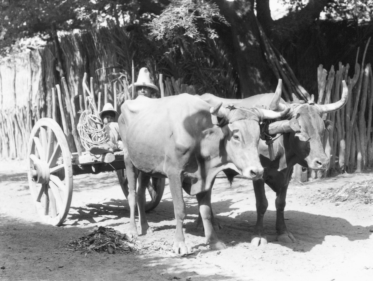 Team of Oxen, Mexico, ca. 1927 av Tina Modotti