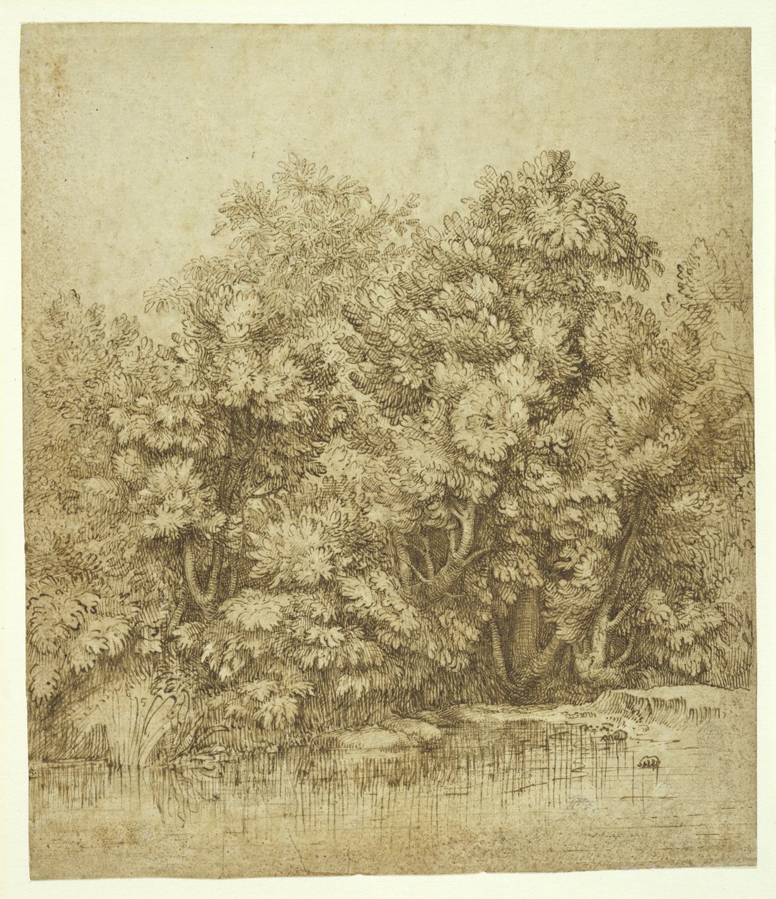 Trees Near a Pool of Water, ca. 1530 (brunt blekk over trekull på krem, antikk lagt papir) av Tiziano Vecelli