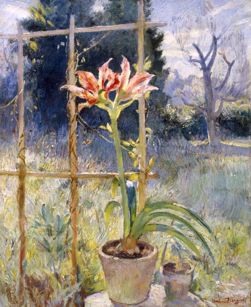 Amaryllis av Umberto Moggioli