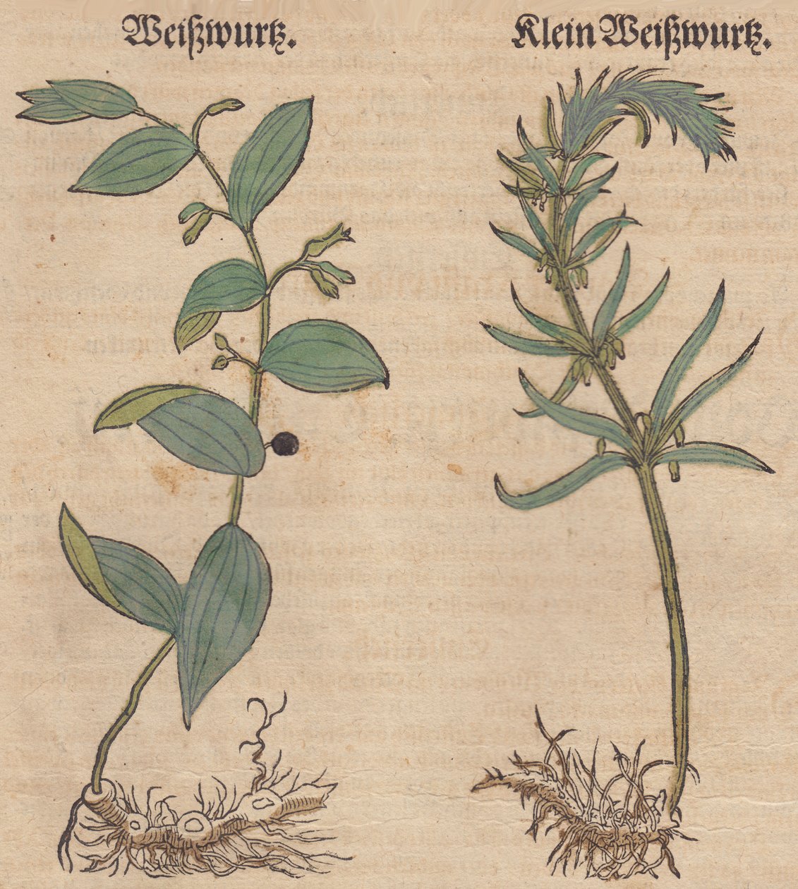 Illustrasjon av Polygonatum multiflorum og Polygonatum verticillatum av Unbekannt Unbekannt