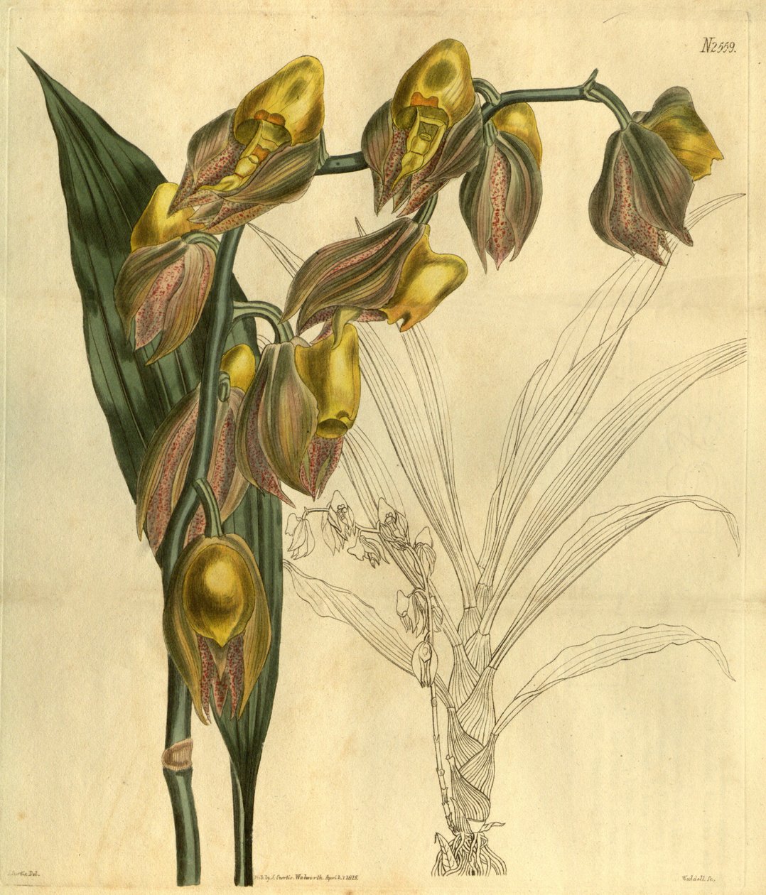 Illustrasjon av Catasetum macrocarpum (som syn. Catasetum tridentatum) av Unbekannt Unbekannt