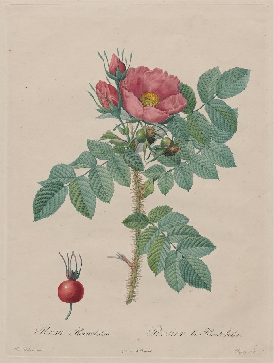 Kamchatka Rose (Rosa Kamchatica) av Unbekannt Unbekannt