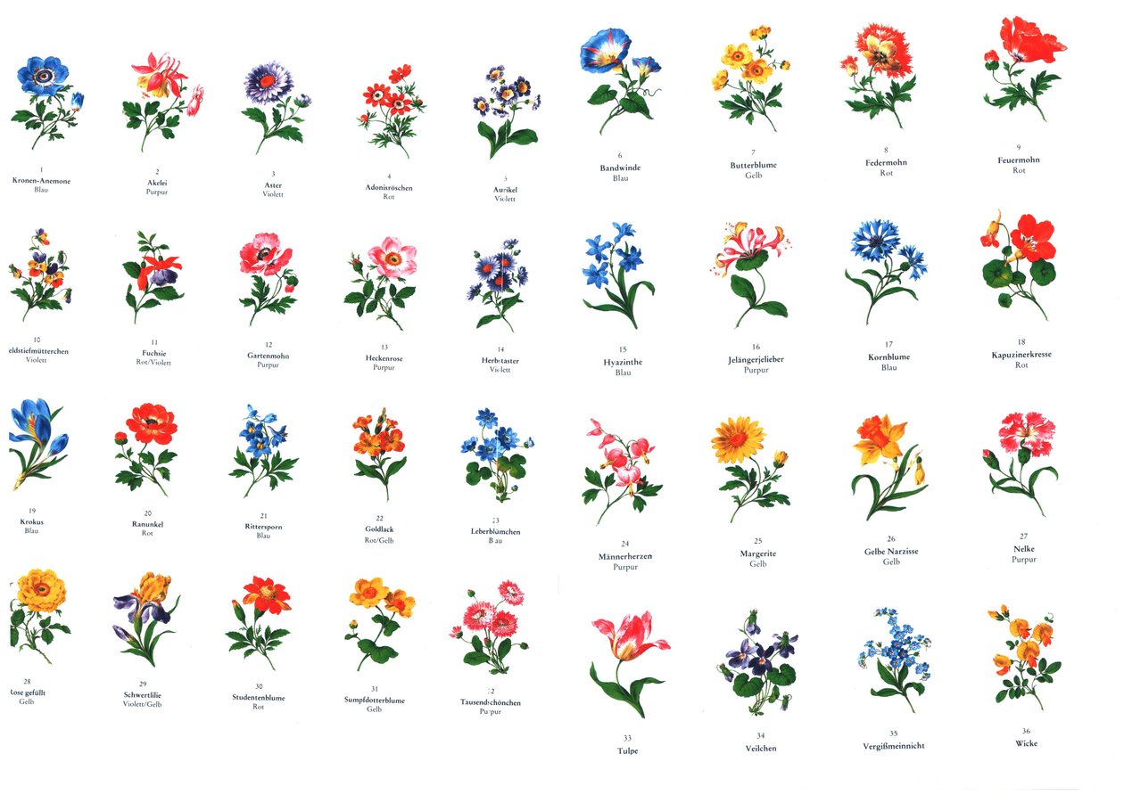 maler for blomstermaling fra produksjonen av Meißen av Unbekannt Unbekannt