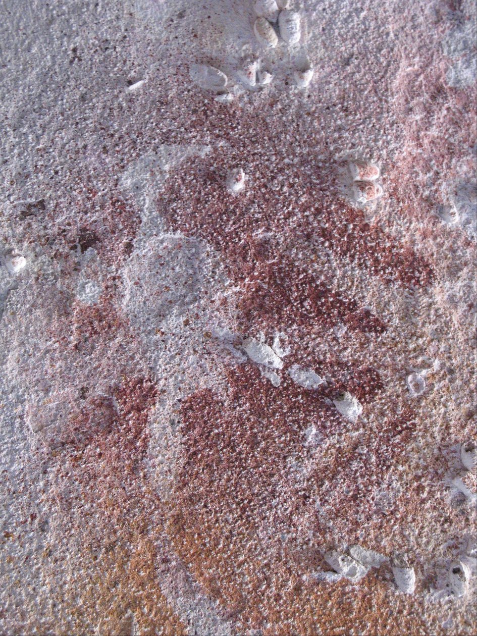 Fuglstencil 2 av Unbekannt Unbekannt