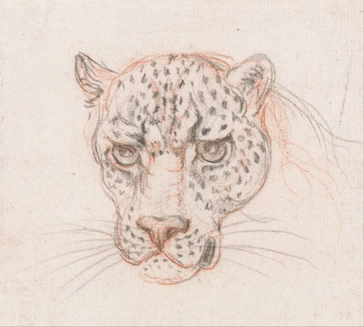 Leder for en leopard av Unbekannt Unbekannt