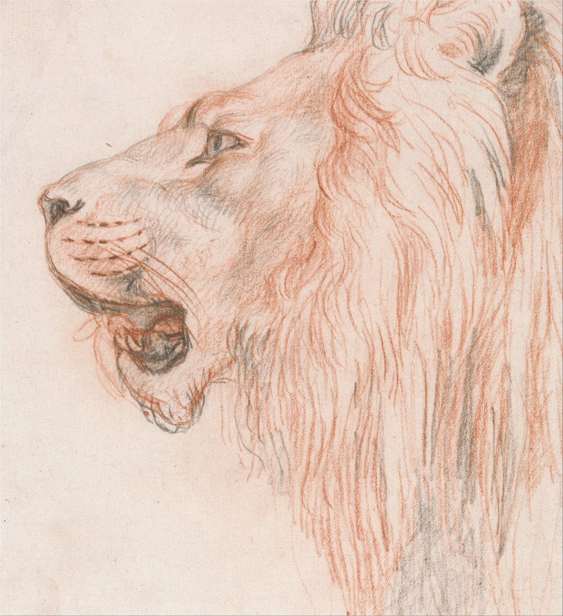 Head of a Lion av Unbekannt Unbekannt