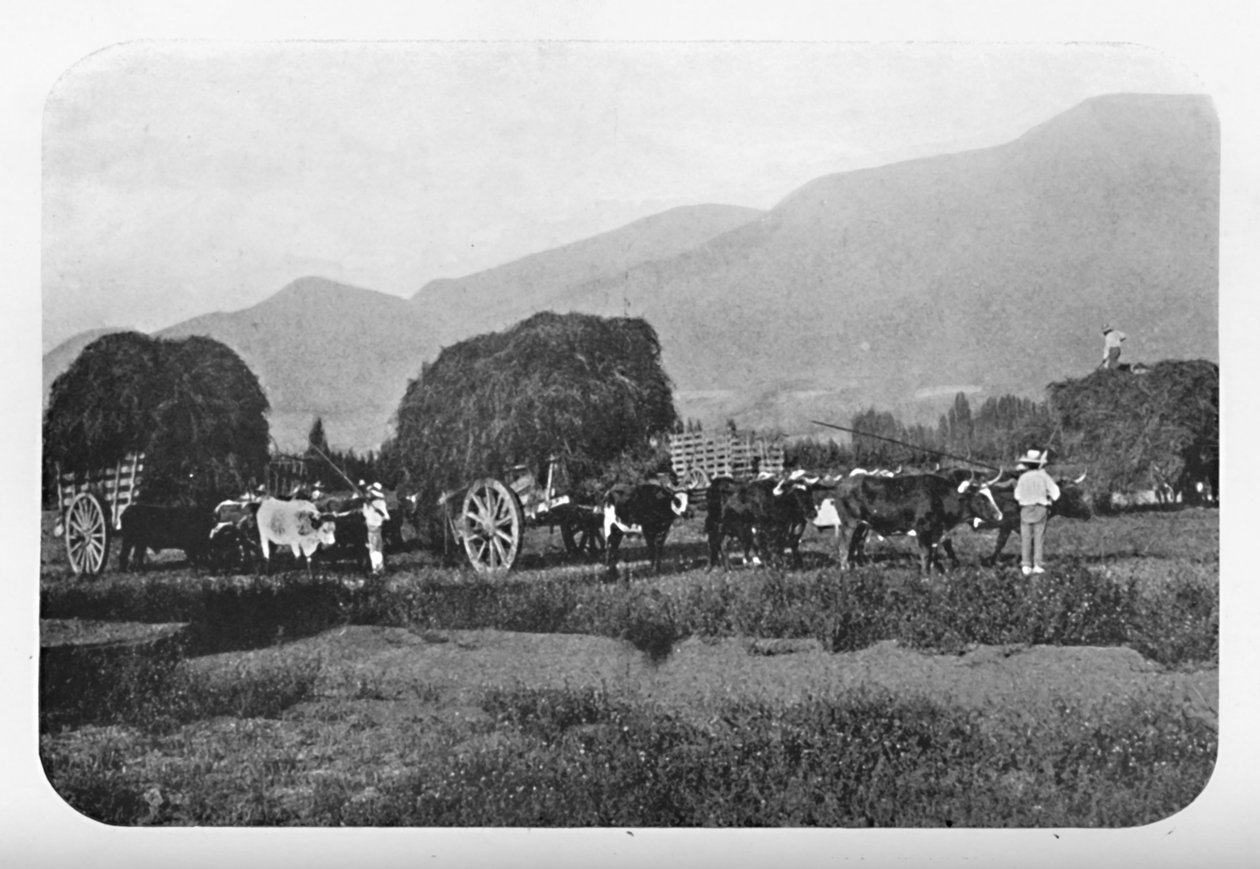 A Chilian Harvest, 1911 av Unbekannt