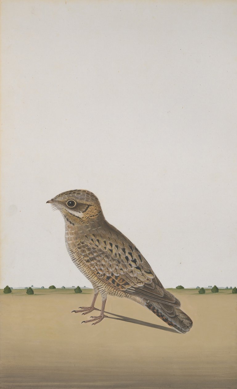 En vanlig indisk nattjark Caprimulgus asiaticus, ca. 1780 av Unbekannt