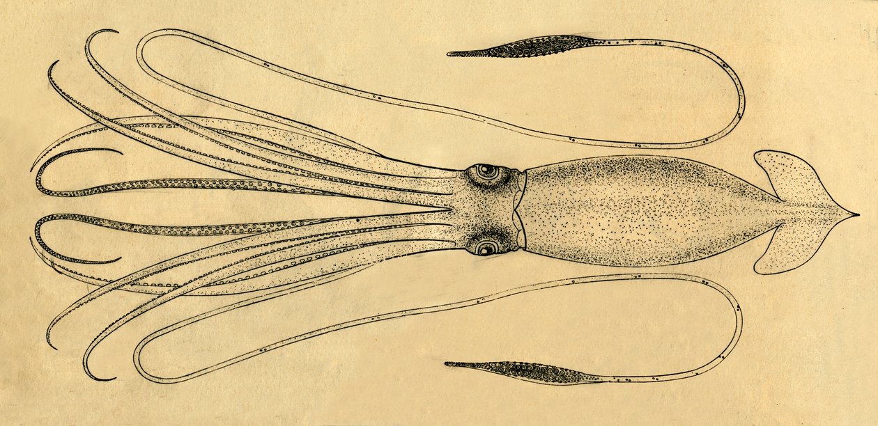 Et diagram over den gigantiske blekkspruten, 1881. av Unbekannt