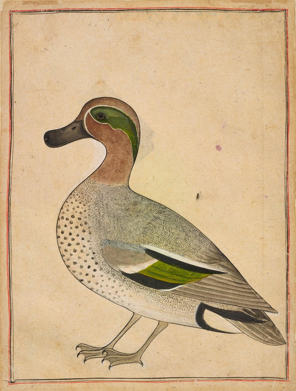 En grønnvinget krikkand, ca. 1730. av Unbekannt
