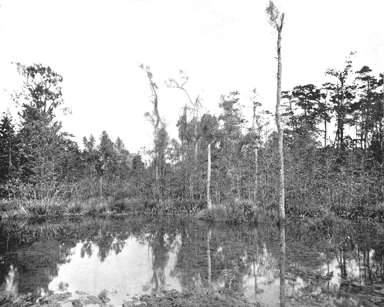 En sump i Louisiana, USA, ca 1900. av Unbekannt