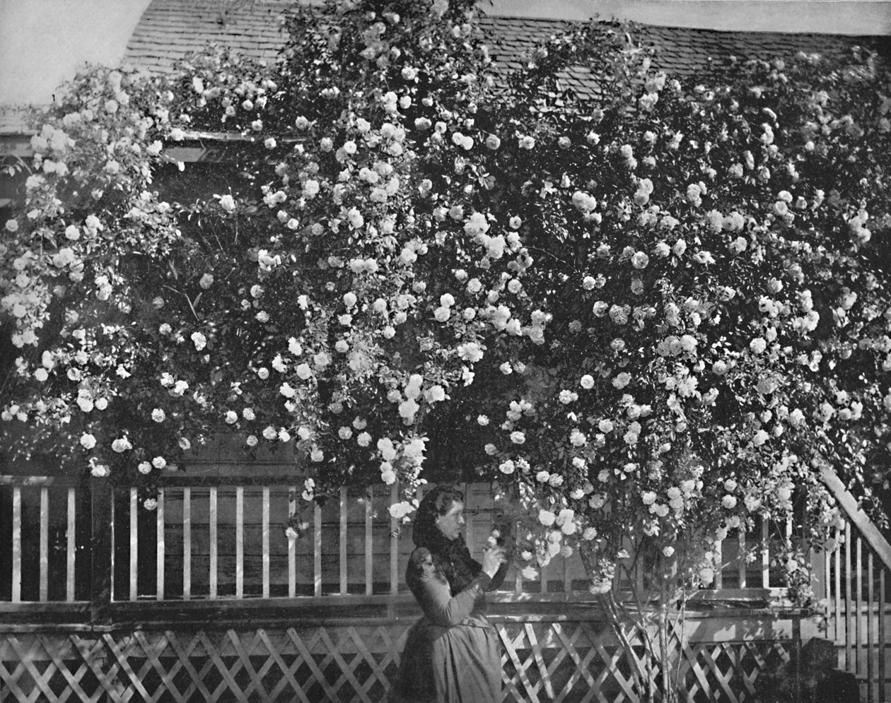 A Rose-Decked Home, Sør-California, c1897. av Unbekannt