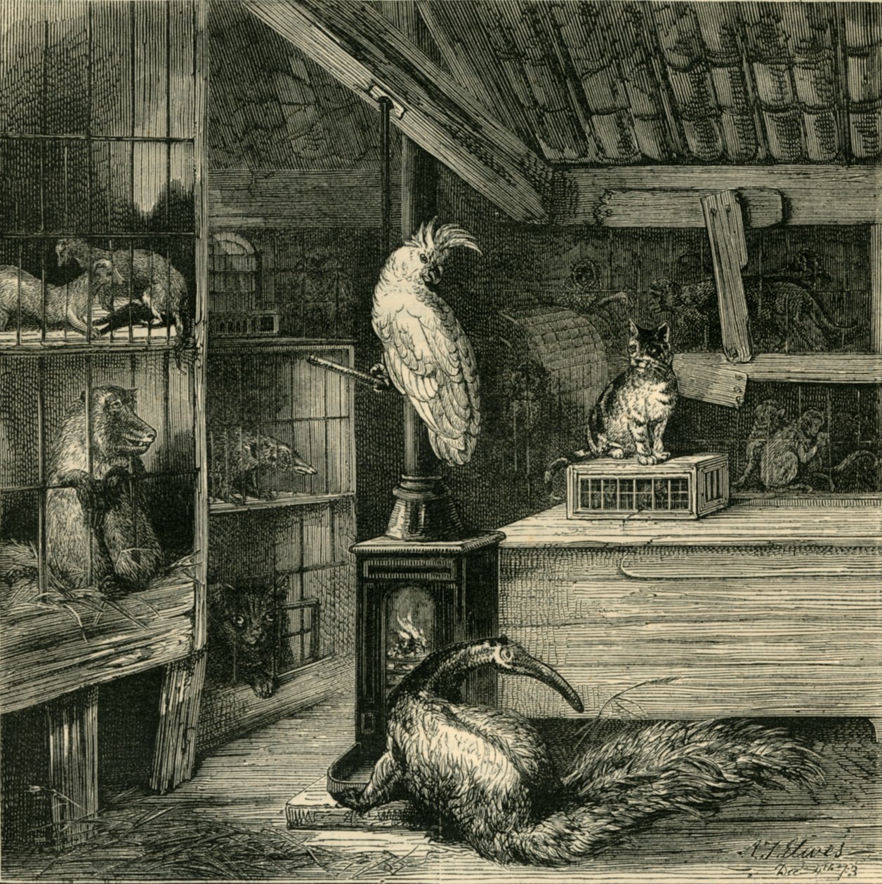 A Wild-Beast Shop, c1873. av Unbekannt