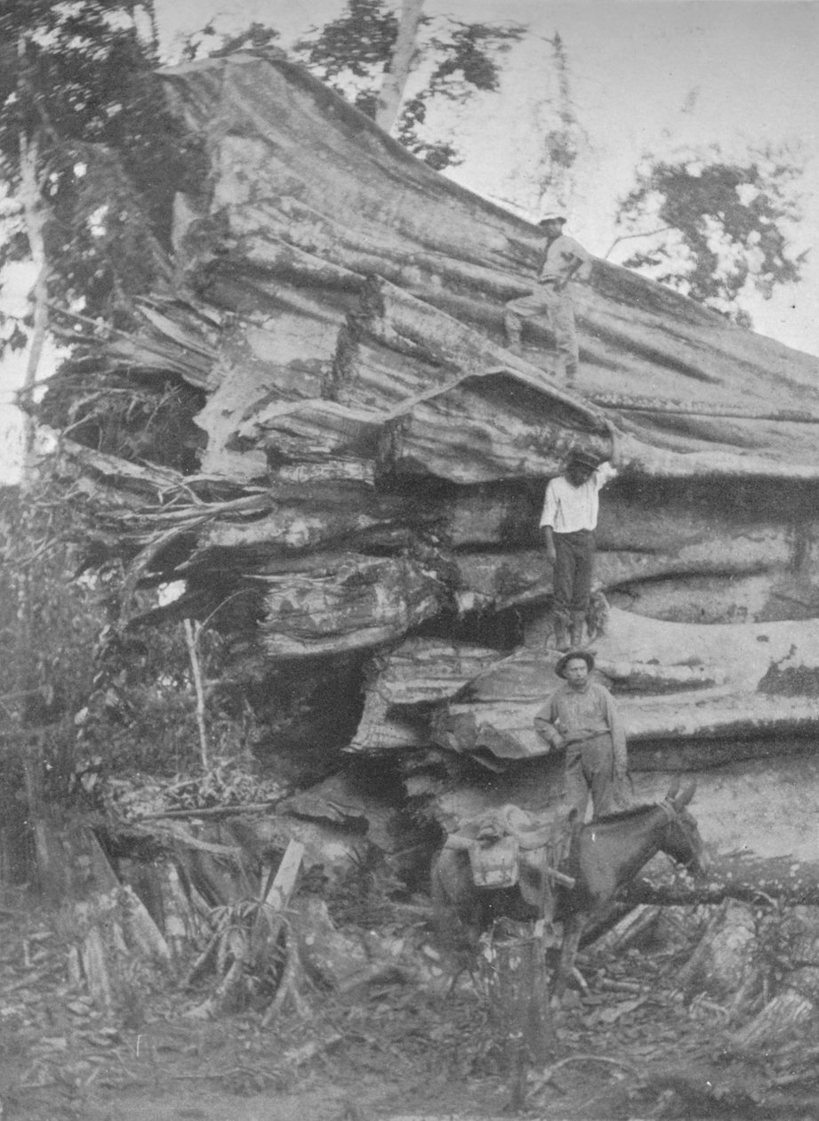 En stor bit brasiliansk tømmer, 1914 av Unbekannt