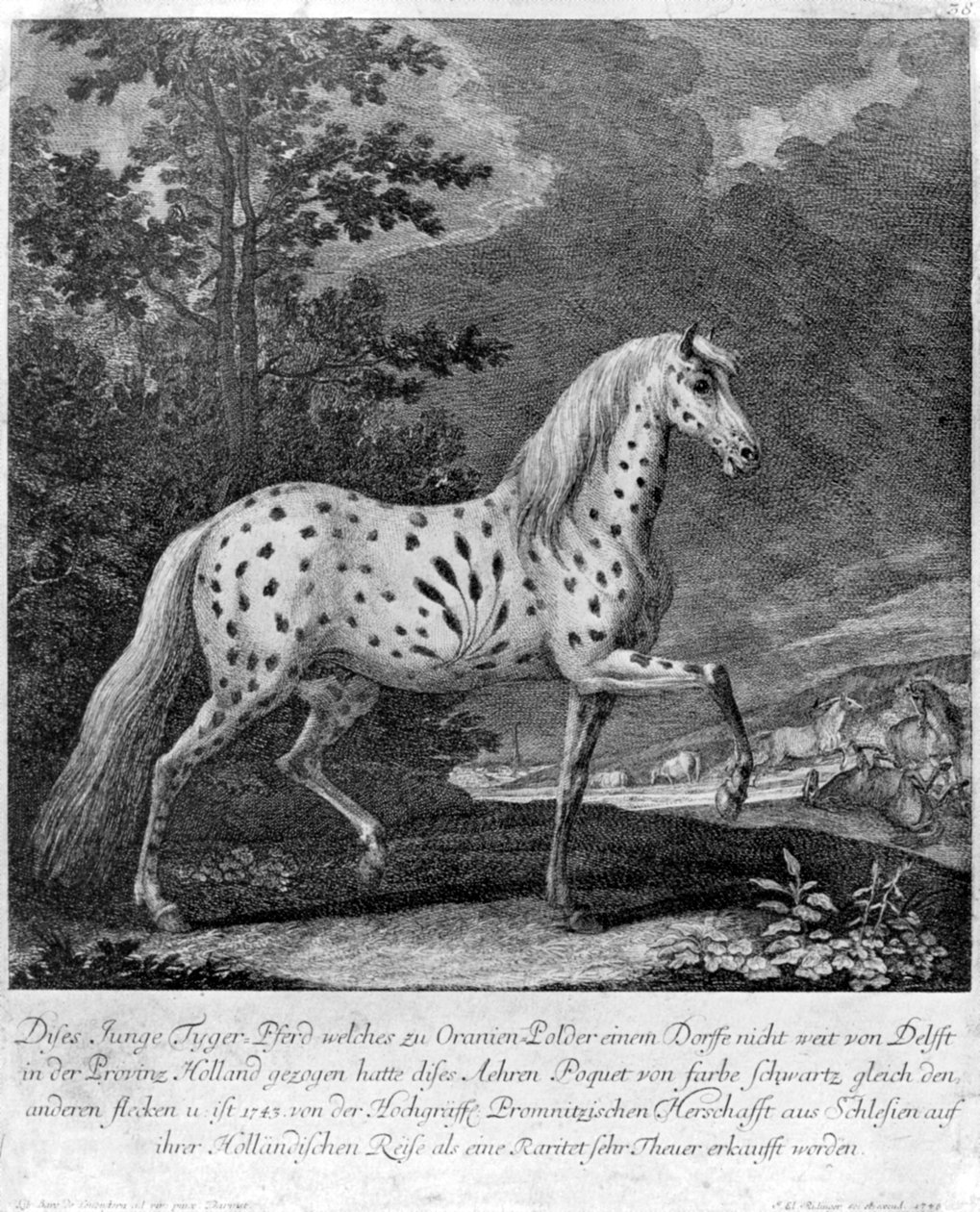 En freak i farger, Tyskland, 1722 1938 av Unbekannt