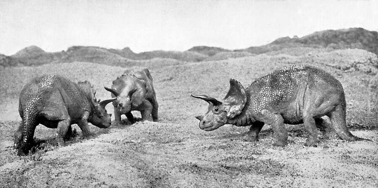 En gruppe triceratops, 1900-tallet av Unbekannt